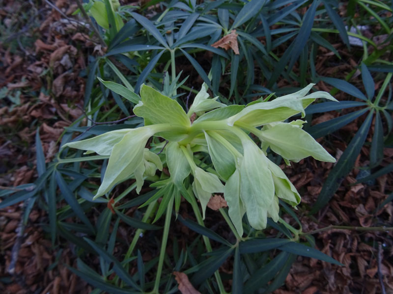 Helleborus foetidus - Ranunculaceae